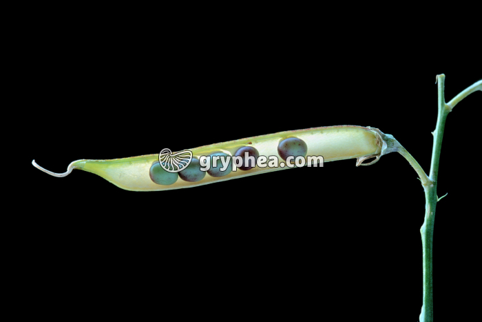 Pois de Senteur (Lathyrus odoratus) - Gousse (fruit) disséquée montrant les graines - gryphea.com